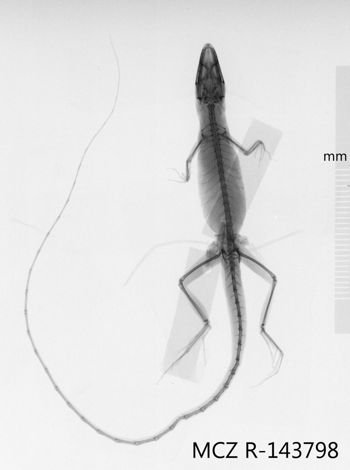 Media type: image;   Herpetology R-143798 Aspect: dorsoventral x-ray